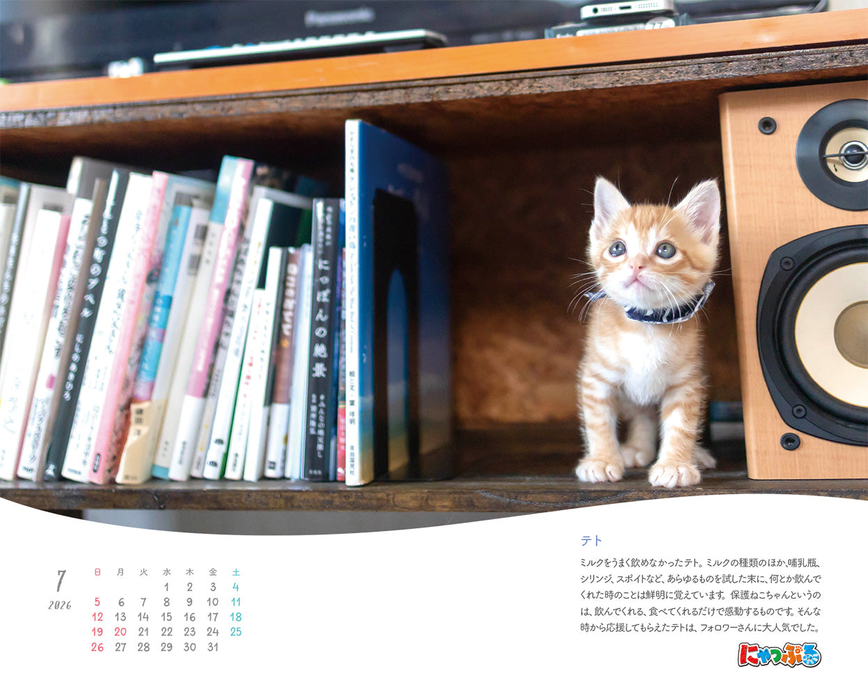 にゃっぷる 保護ねこカレンダー2026 卓上版の画像4