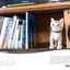 にゃっぷる 保護ねこカレンダー2026 卓上版の画像4