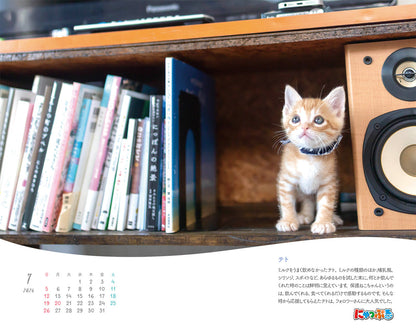 にゃっぷる 保護ねこカレンダー2026 卓上版の画像4