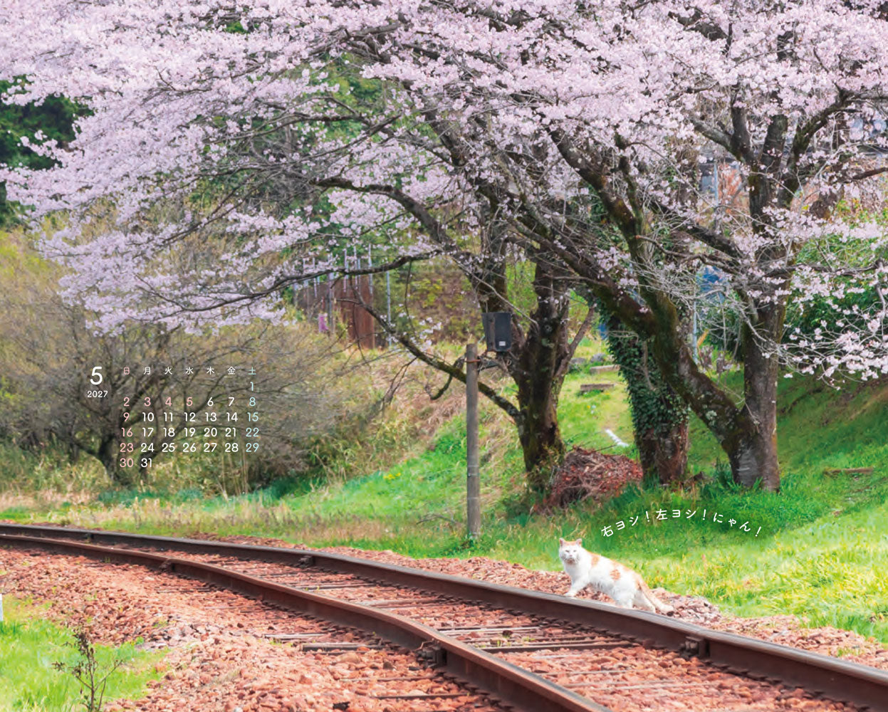 にゃっぷる 旅するねこカレンダー2027 卓上版「毎日がねこの日」／ねこの保護団体への寄付つき